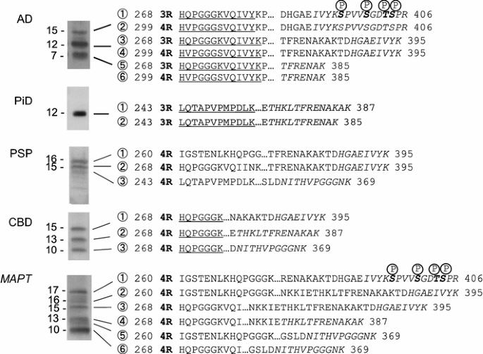 N-terminal sequences identified by protein sequencing, C-terminal peptides identified by LC/MS/MS analysis of the V8 digests, or predicted sequences by MALDI-TOF MS analysis.