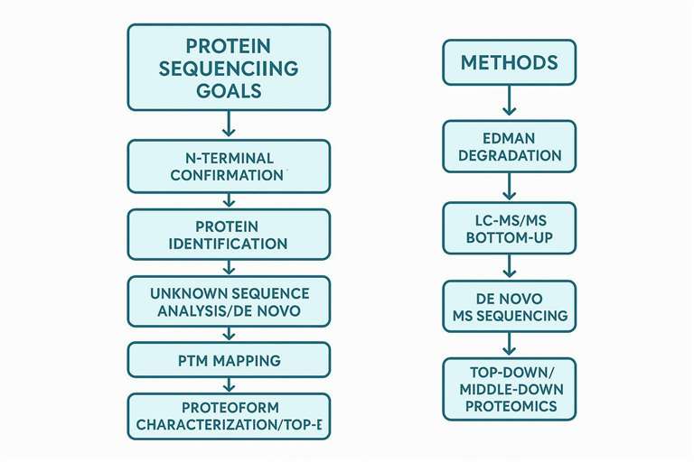 Protein Sequencing Methods Compared: Edman vs LC-MS/MS vs Nanopore