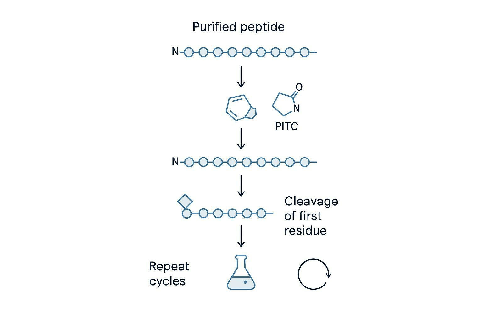 Method selection overview diagram connecting sequencing goals to Edman degradation, LC-MS/MS, de novo MS sequencing, top-down proteomics, and nanopore protein sequencing