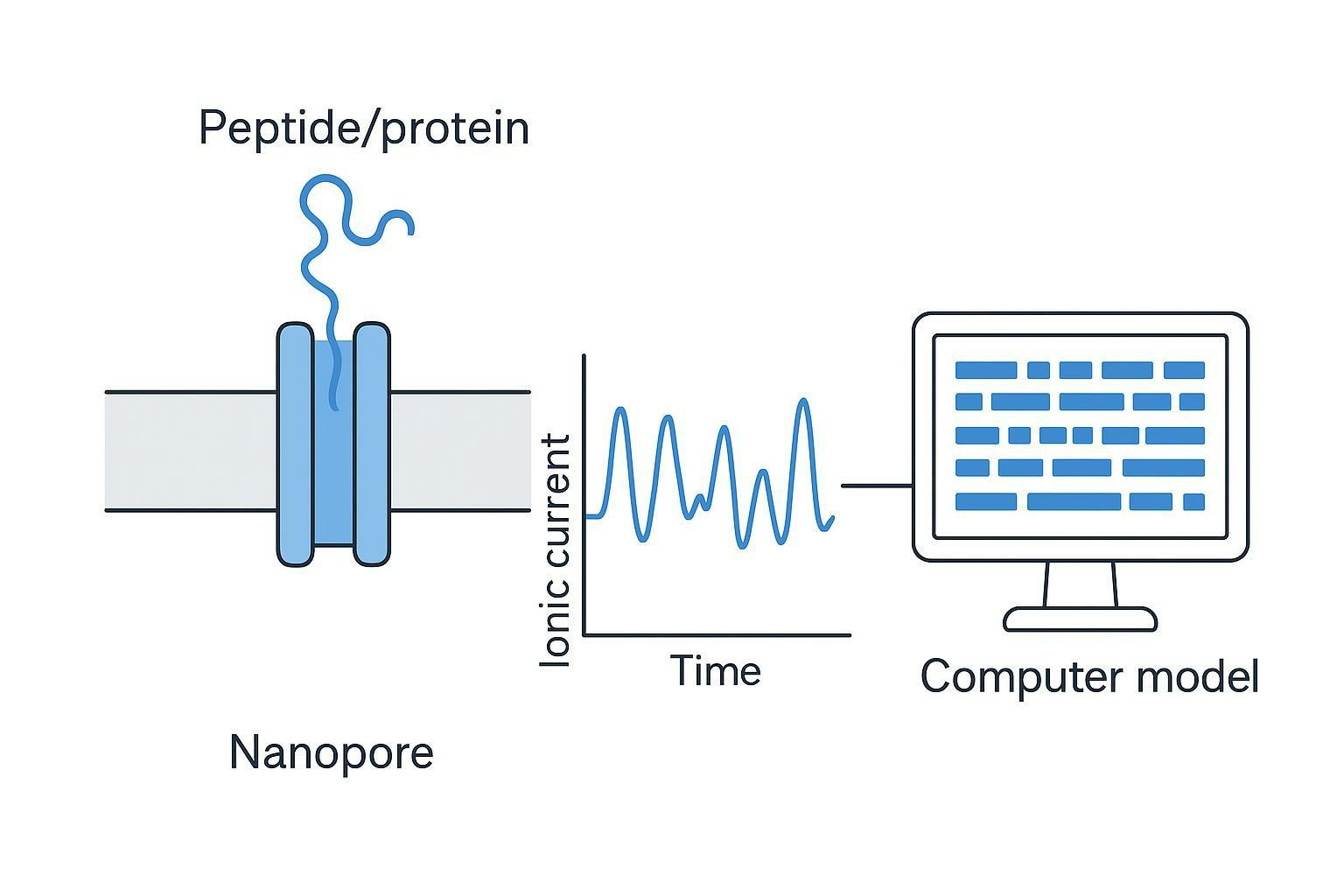 LC-MS/MS workflow diagram showing sample preparation, LC separation, MS/MS fragmentation, spectral interpretation, and sequence-related results