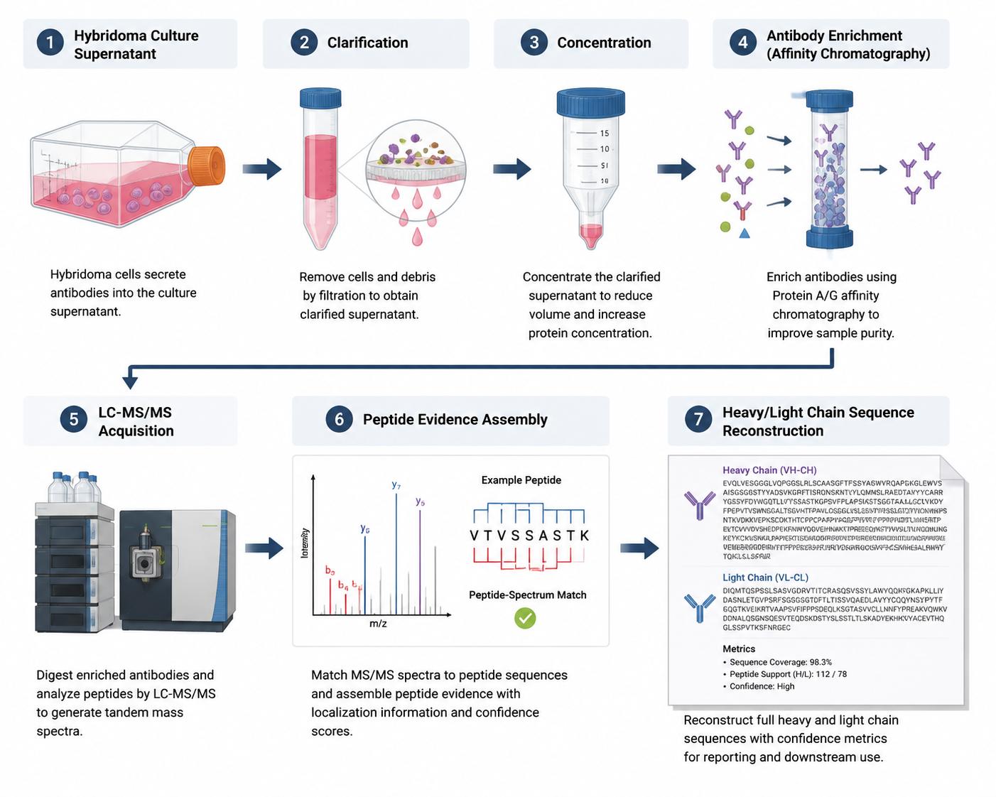 Sequencing Hybridoma Supernatants: From Sample Prep to Full Sequence