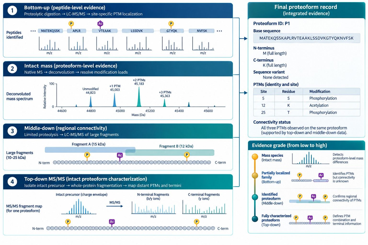 Integrated proteoform characterization workflow