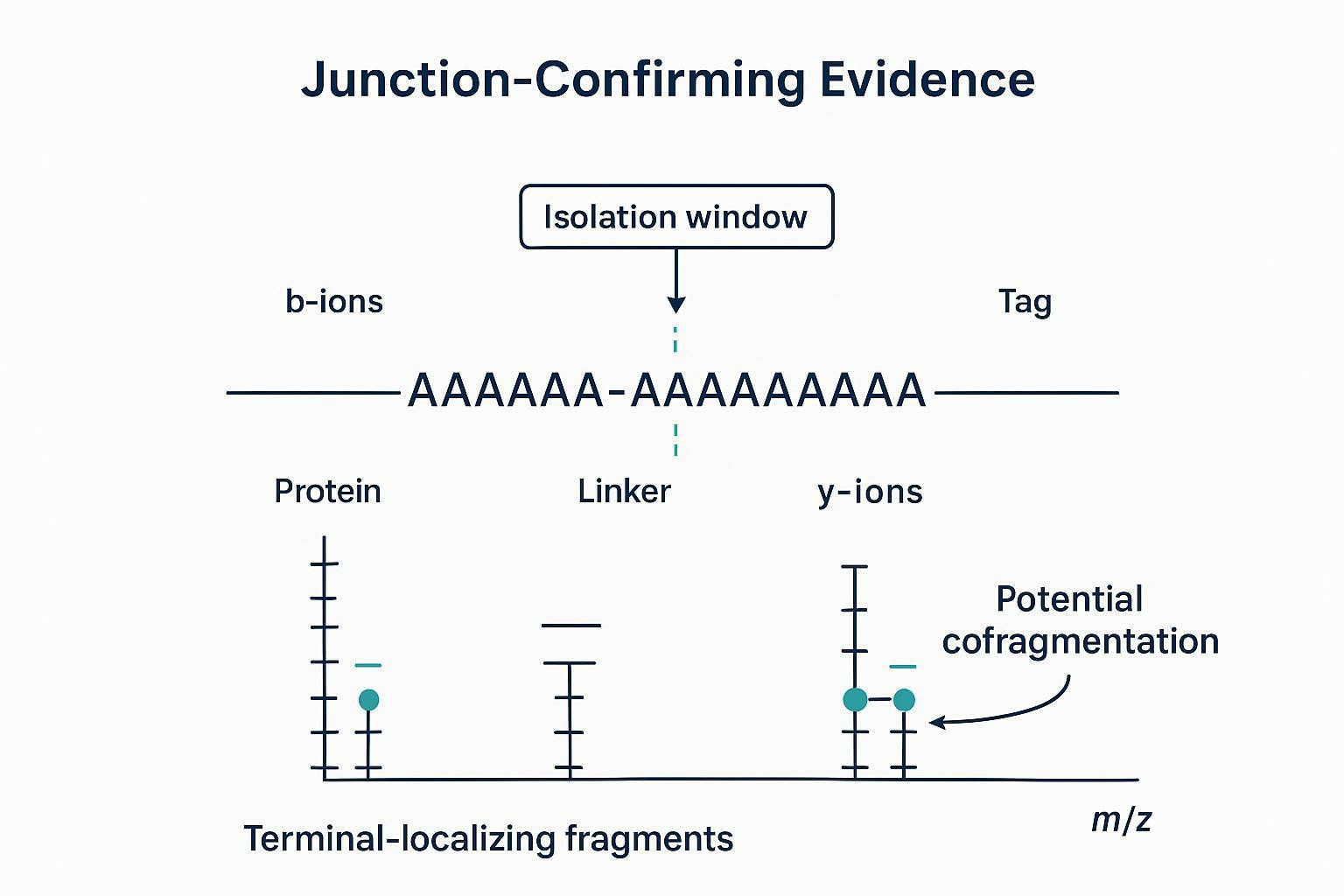 MS/MS schematic illustrating junction-confirming fragments for a C-terminal tag