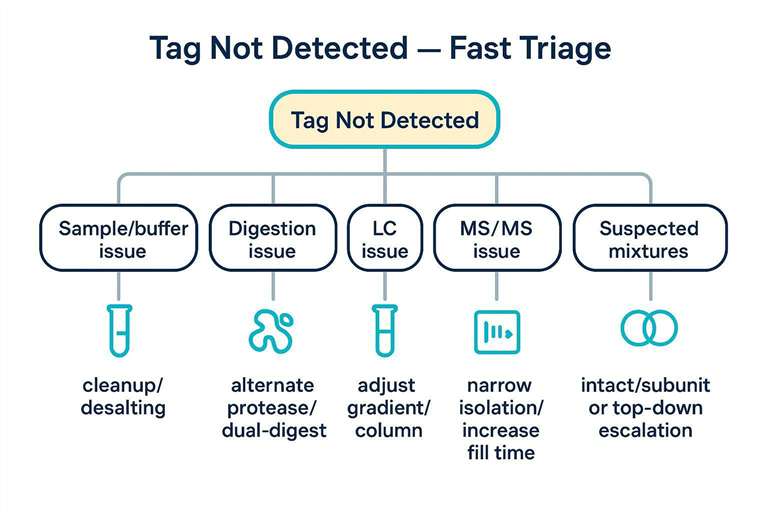 Decision tree for troubleshooting missing C-terminal tag evidence by MS