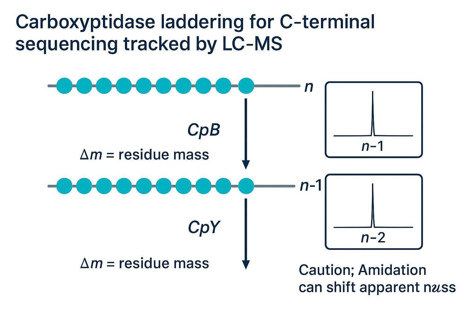 Carboxypeptidase ladder diagram illustrating stepwise C-terminal residue loss tracked by LC–MS