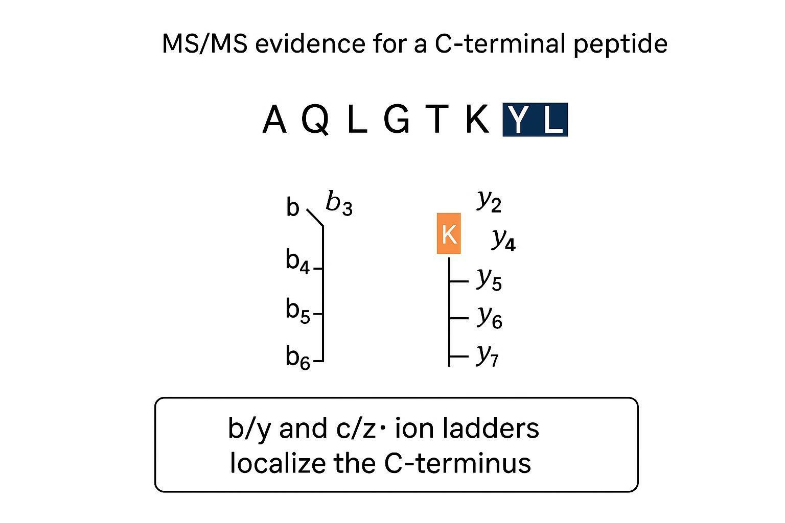 MS/MS fragment-ion diagram localizing the C-terminus and distinguishing variants