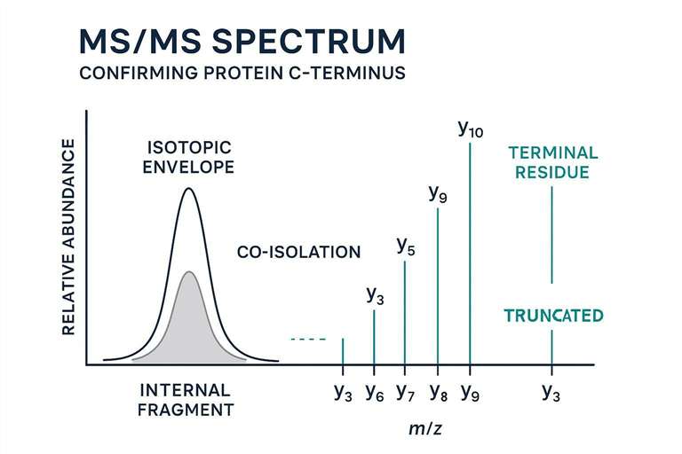 MS/MS schematic showing fragments that confirm a protein C-terminus