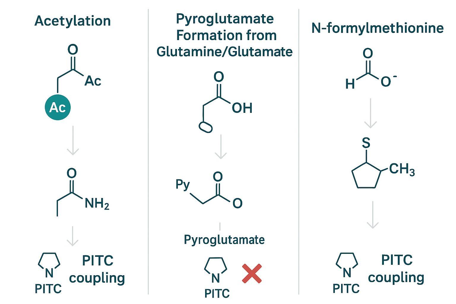 Diagram of acetylation, pyroglutamate formation, and N-formylation causing N-terminal blockage and interfering with sequencing