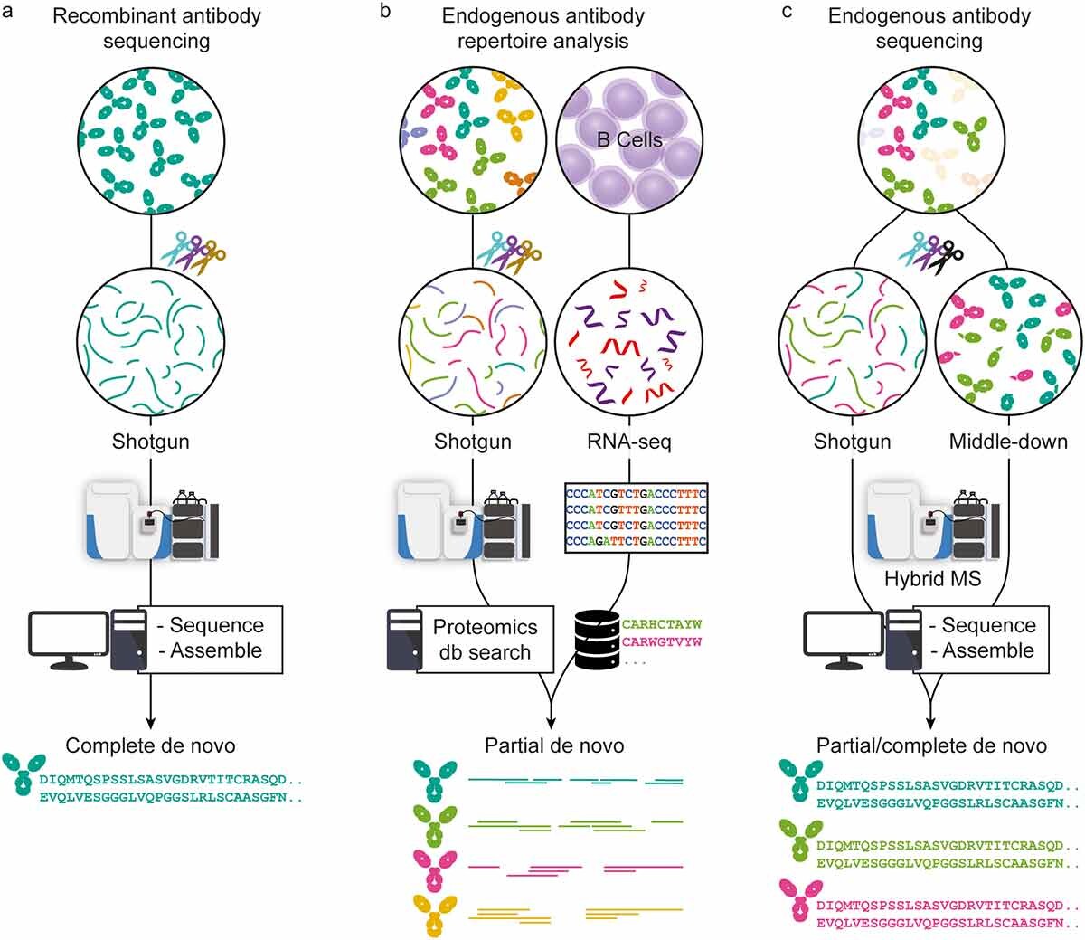 Three approaches in MS-based antibody sequencing
