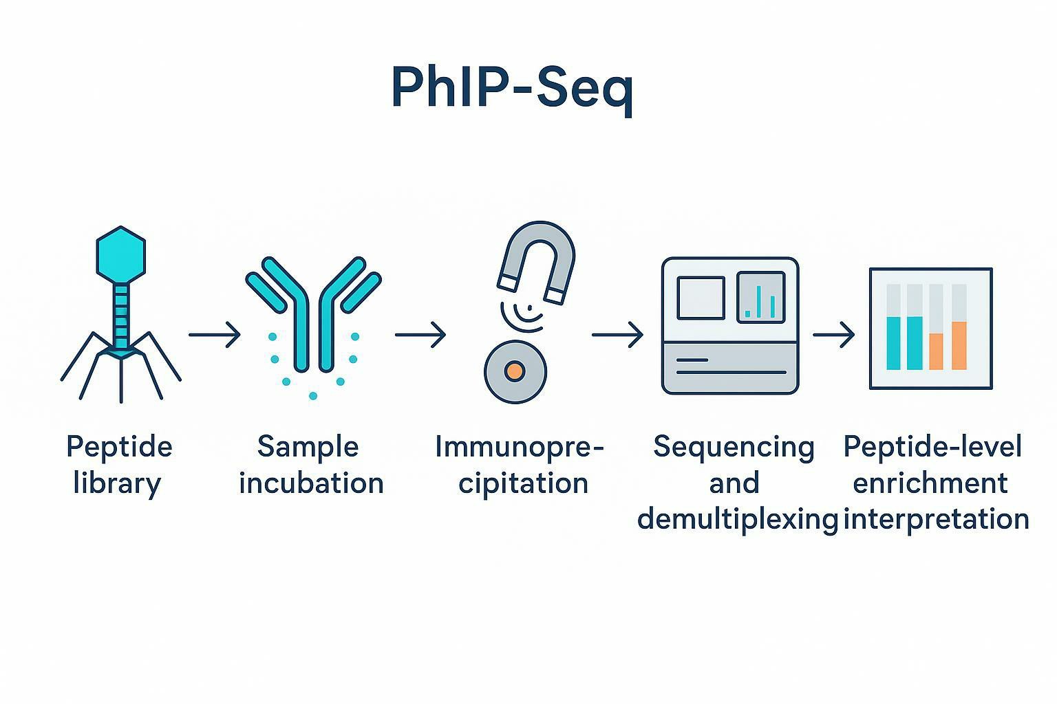 High-level PhIP-Seq workflow diagram showing display, incubation, immunoprecipitation, sequencing, and peptide-level interpretation