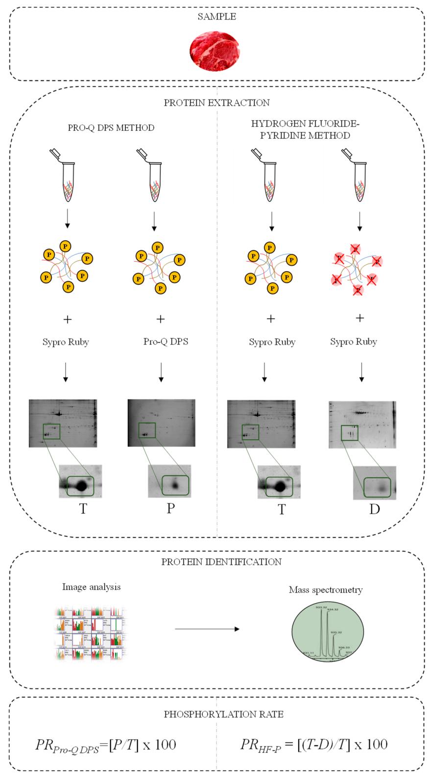 What Is Phosphorylated Protein Analysis? Basic Concepts and Research Importance