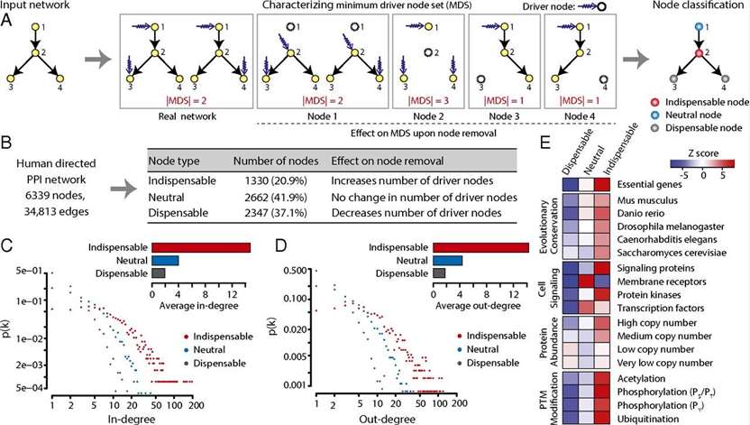 Characterizing the controllability of PPI network.
