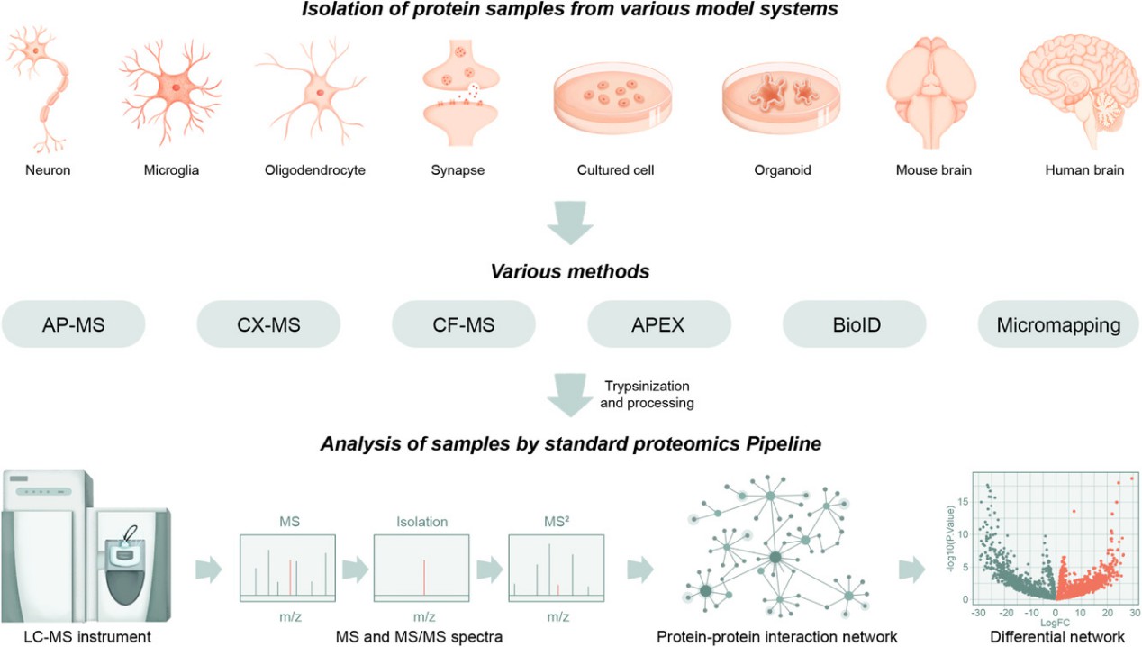 Workflows of experimental methods for detection of PPIN. 