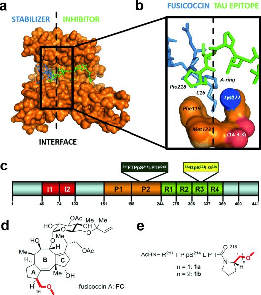 PPI stabilizer and inhibitor space.