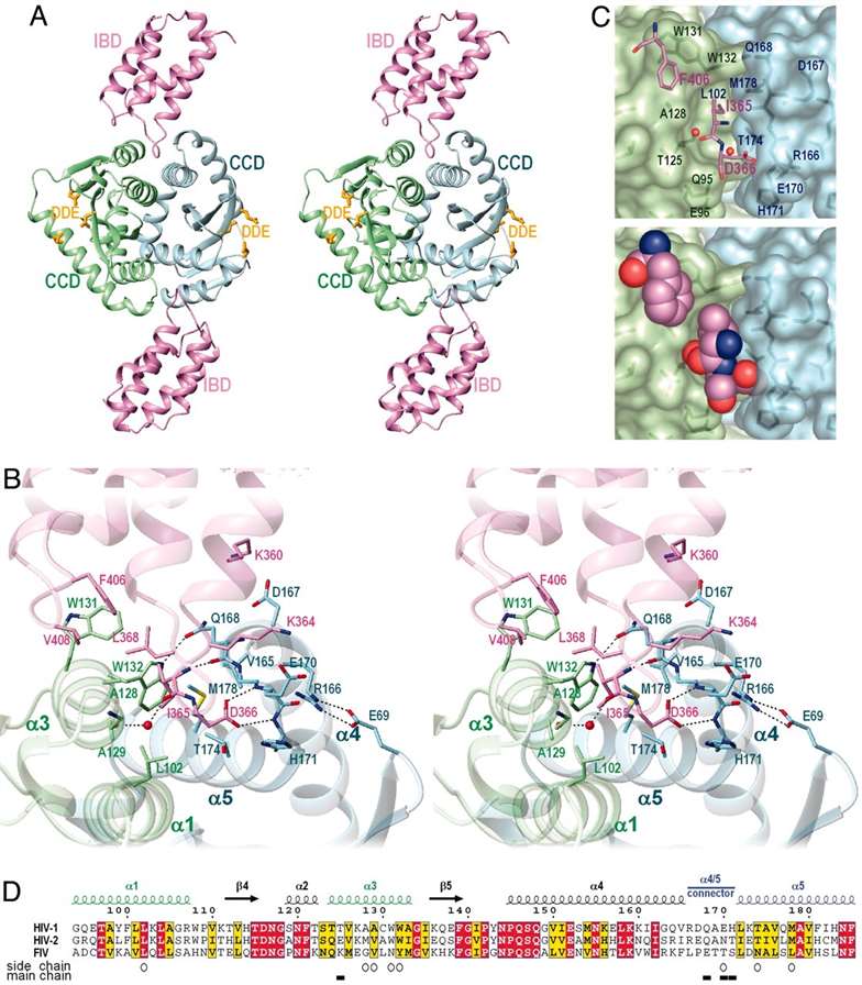 Molecular mechanism.