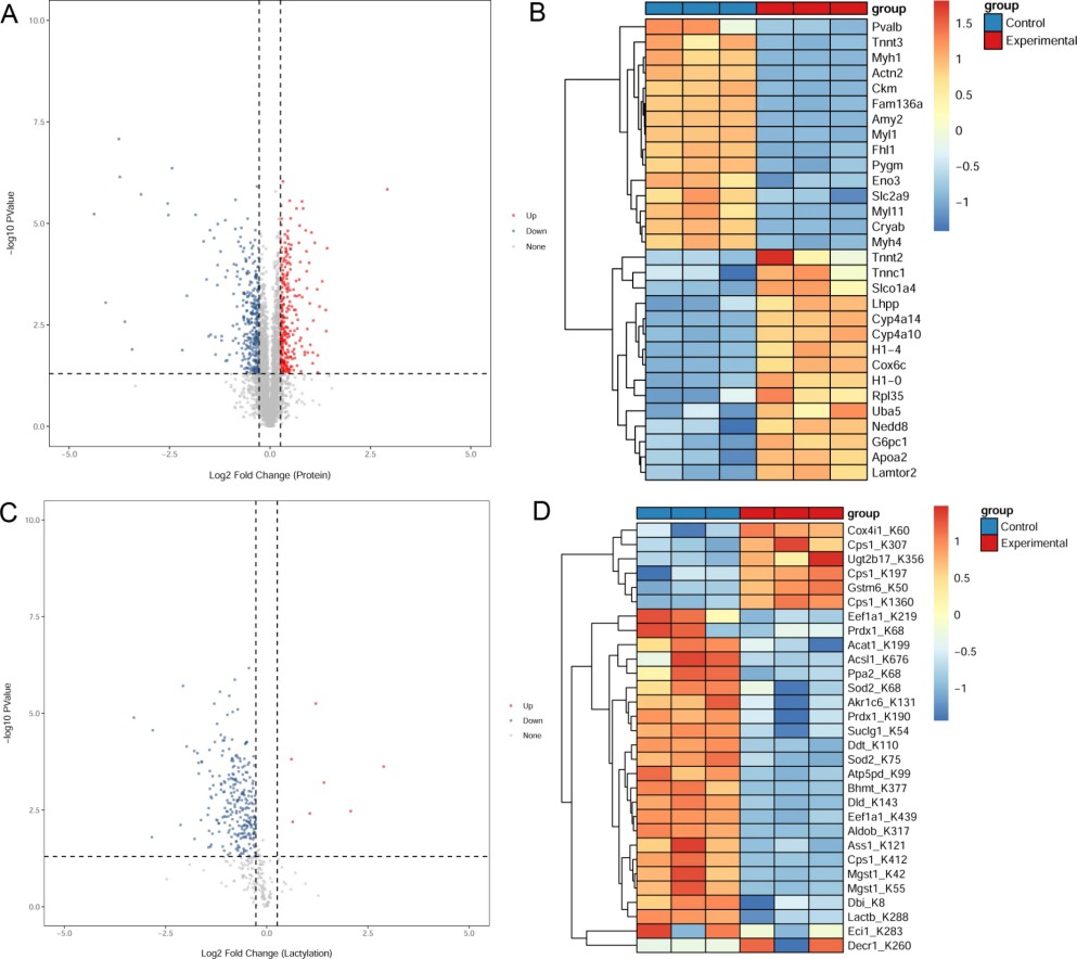 Proteomics and lactylation modification analyses
