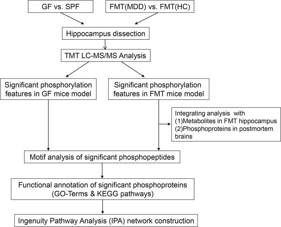 Stepwise experimental flowchart depicting the analysis of this study.