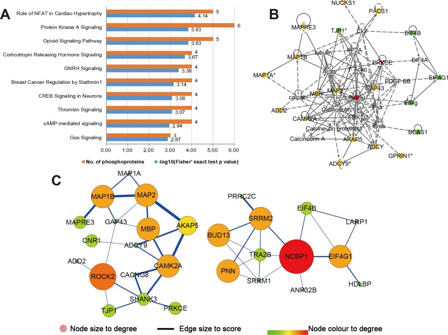Bioinformatics analysis for phosphoproteins.