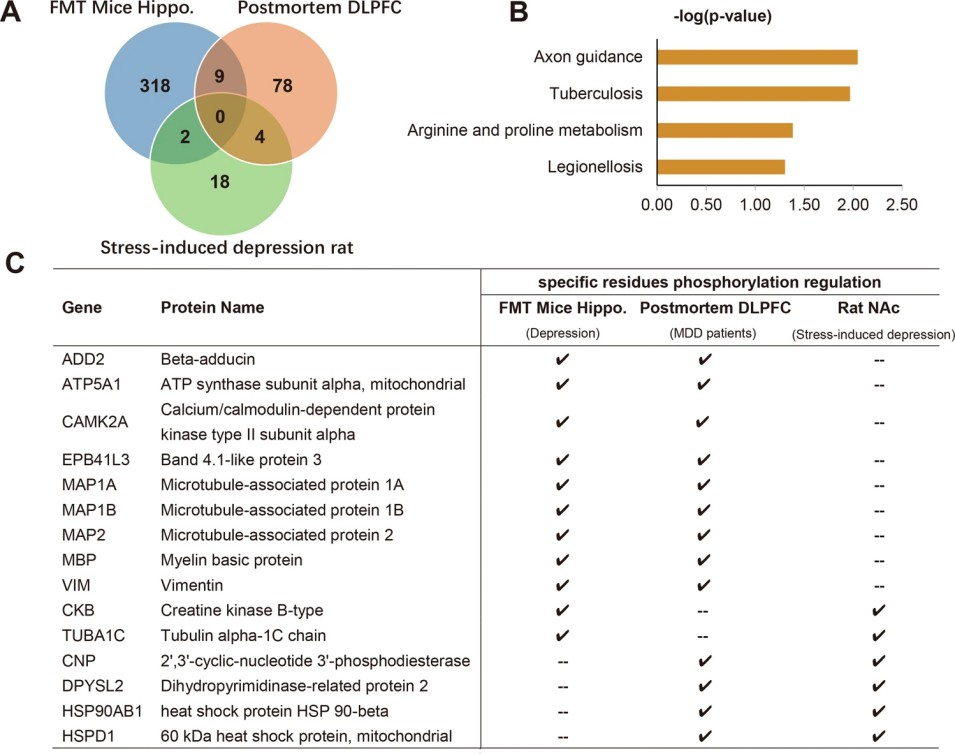 Integrated phosphoproteomic analysis of depressive rodents and patients.