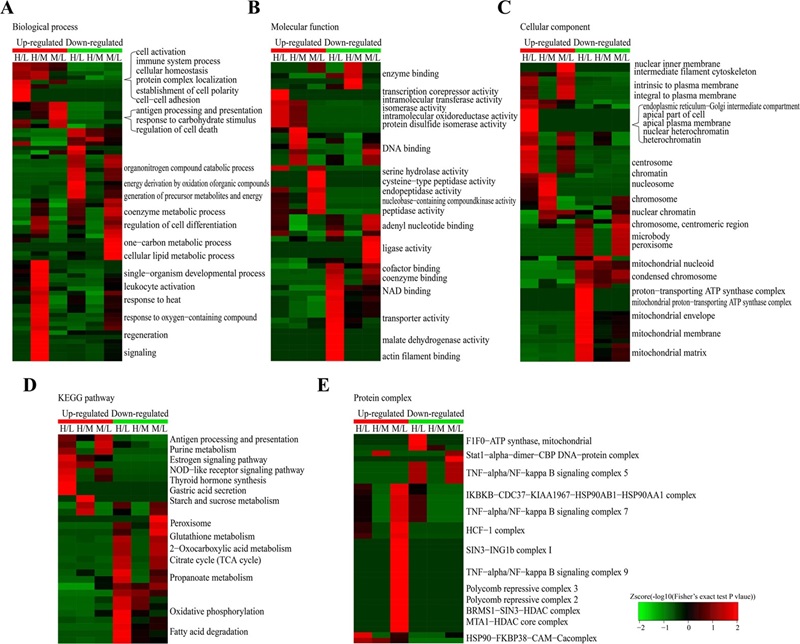 Enrichment and clustering analysis of the quantitative acetylome data.