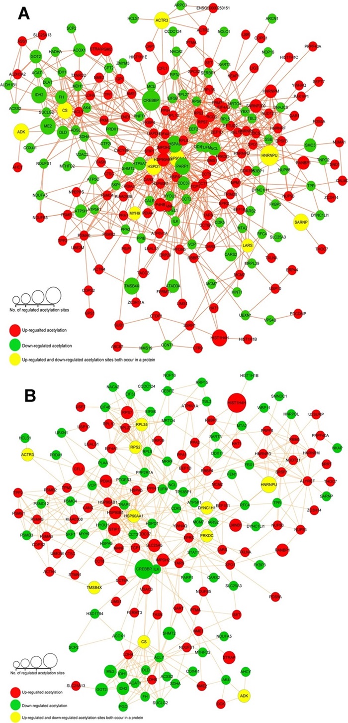 PPI network analyses for the different expressed 268 acetylated proteins.