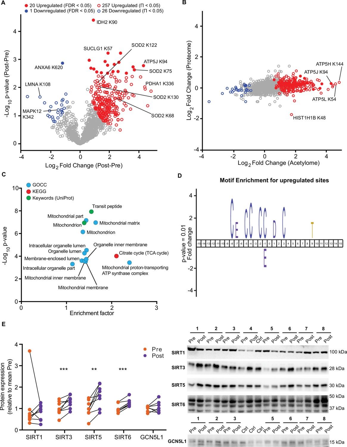 Acetylation of mitochondrial and TCA cycle proteins.