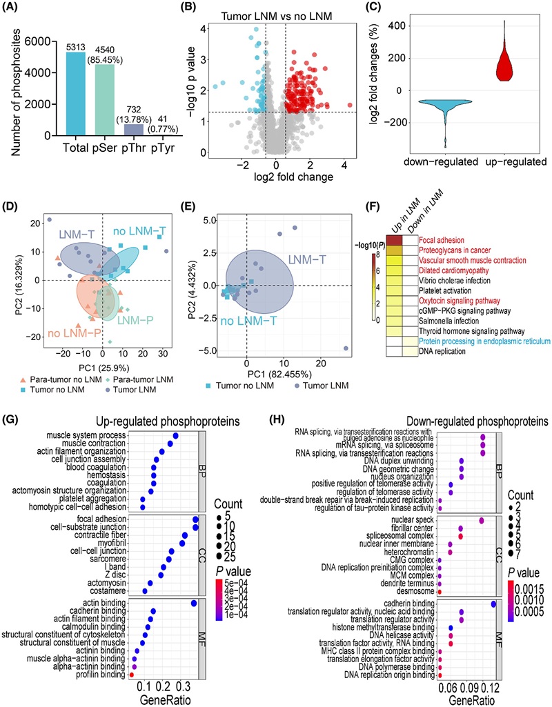 Phosphoproteomic comparison of patients with and without LNM.