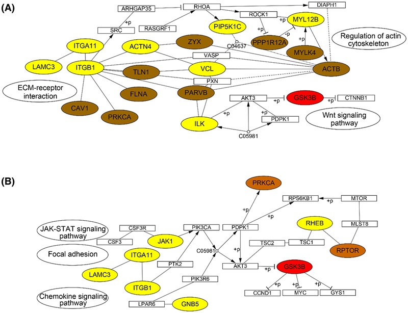 KEGG pathways of changed proteins.