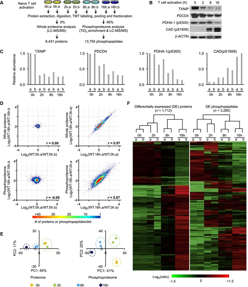 Temporal profiling of whole proteome and phosphoproteome.
