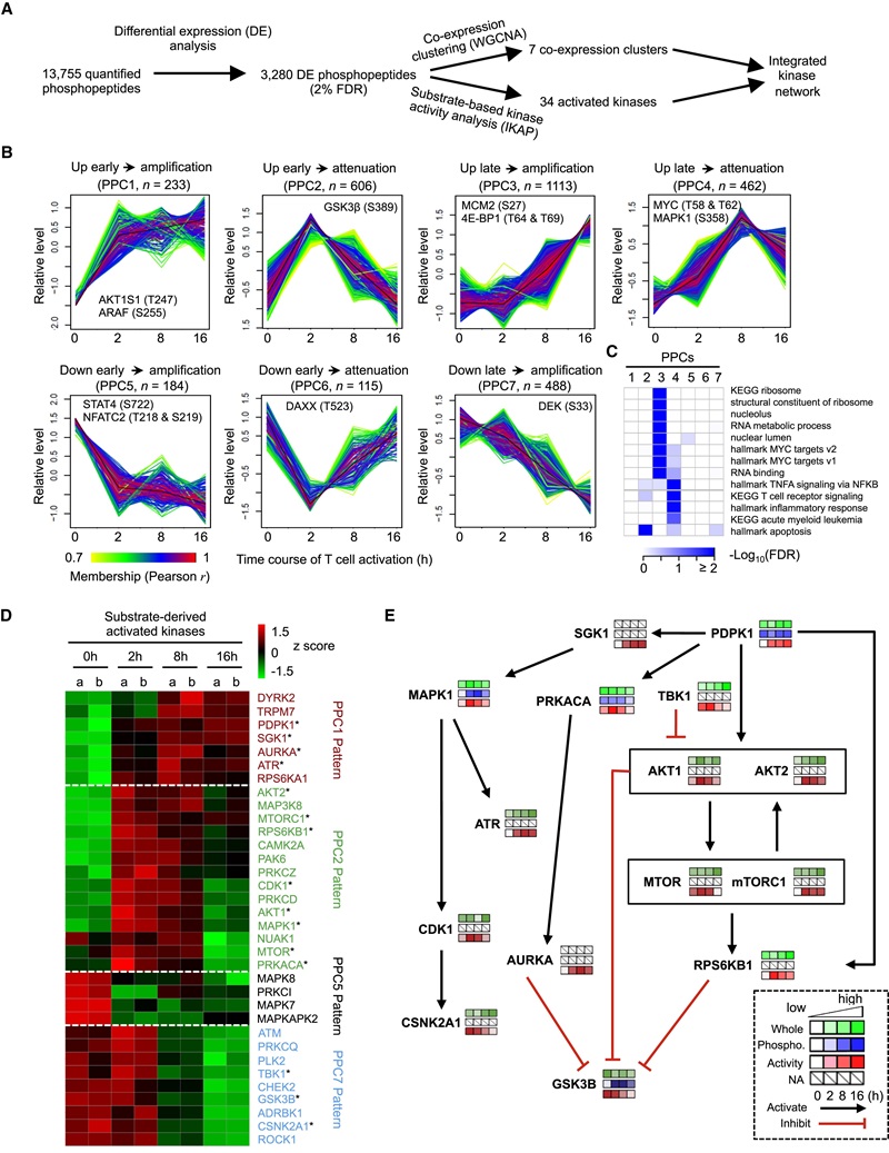 T cell phosphoproteome profiling.