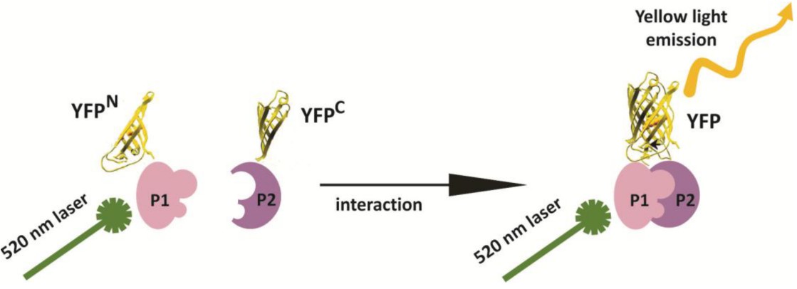 Schematic representation of the split-YFP /BiFC.