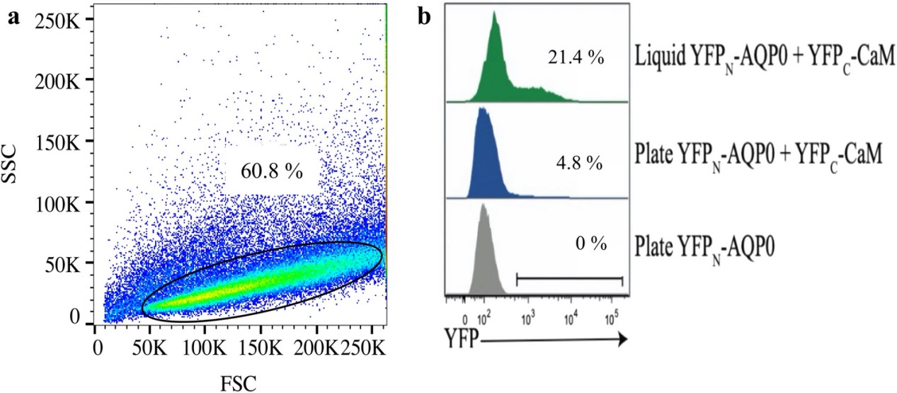Flow cytometry quantification.
