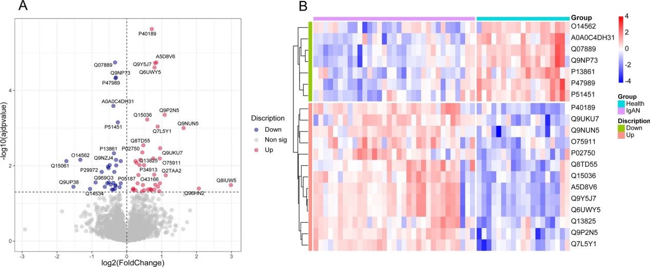 Results of Proteomic analysis for IgAN.
