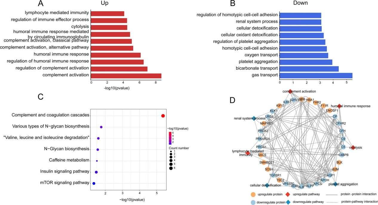 Results for DEPs GO and KEGG pathway analysis.