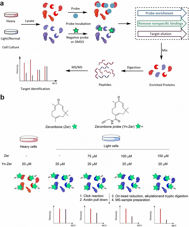 Zerumbone identification by the chemical proteomics approach coupled with SILAC.