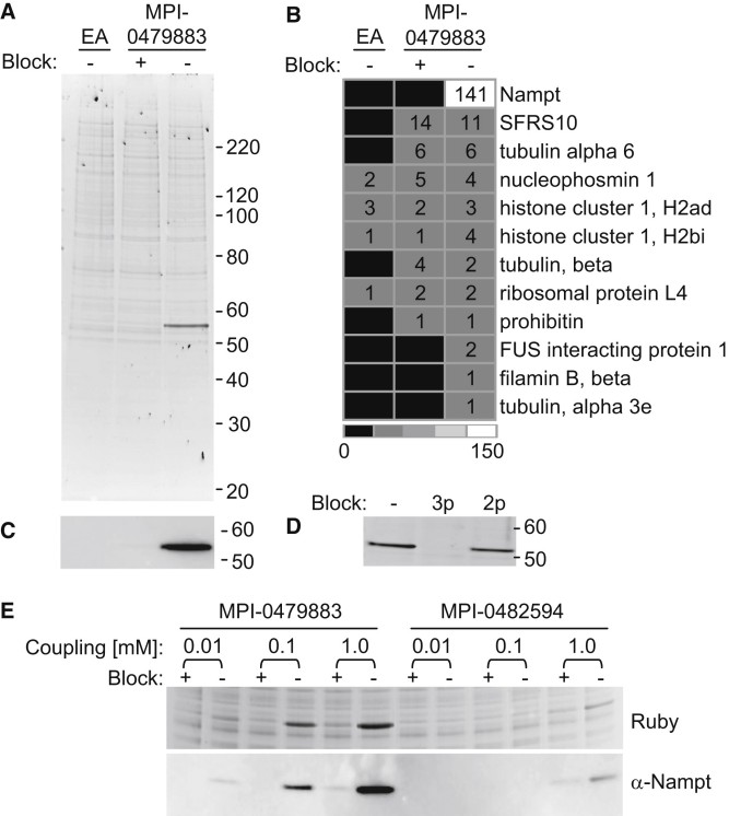 Interactions of MPI-0479883 and Nampt.