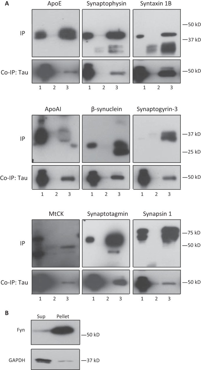 Validation of identified Tau-interacting proteins by Co-IP.