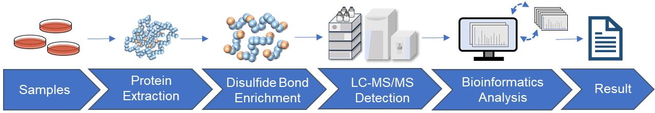 Fig.2 Disulfide bond analysis workflow