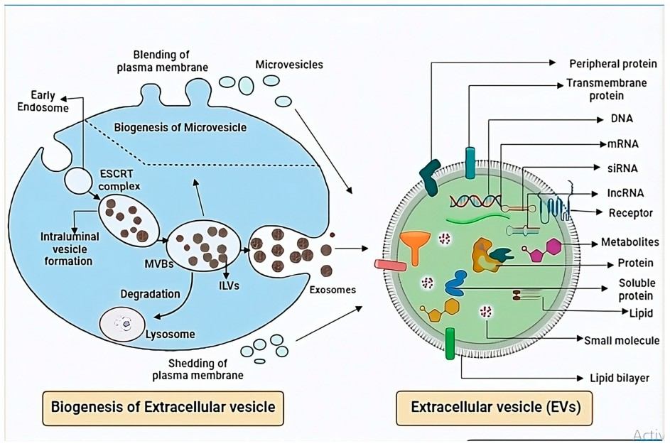 The biosynthesis stages of exosome. 
