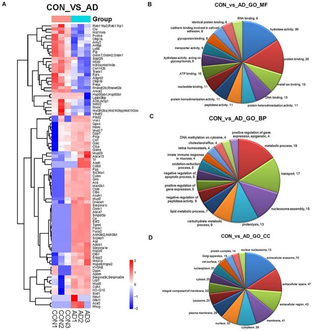Proteomics analysis by hierarchical cluster and gene ontology. 