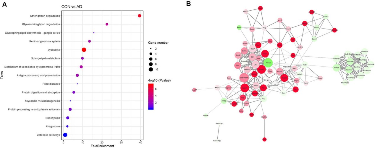 Proteomics analysis by KEGG pathway and PPI network. 