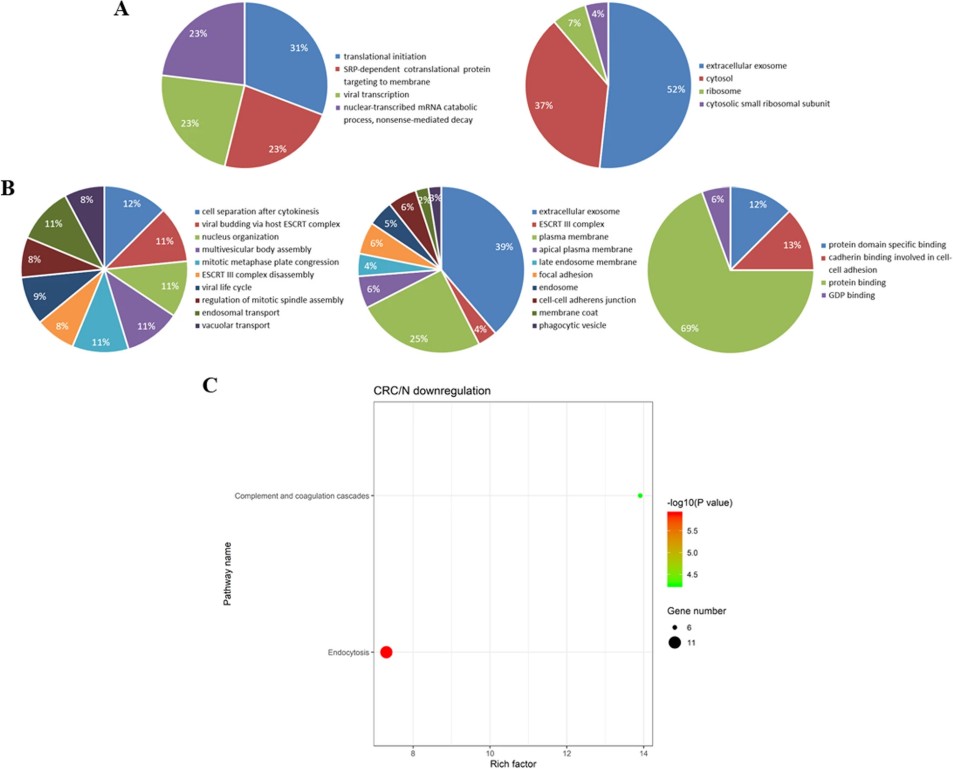 Bioinformatics analysis of differentially expressed proteins identified. 