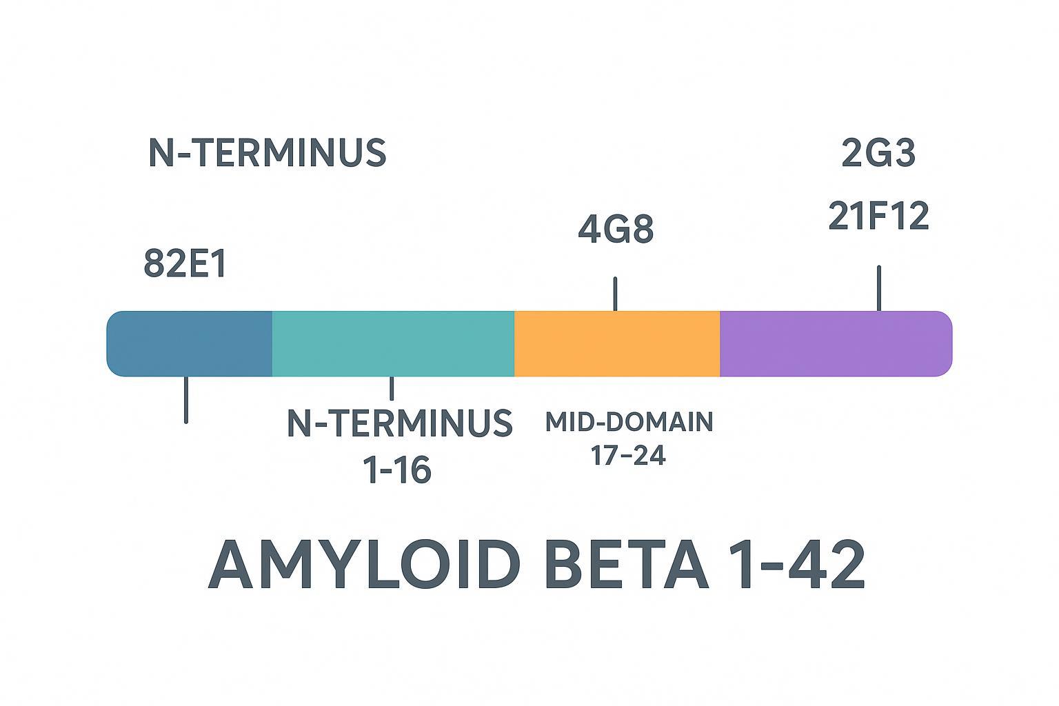 Epitope coverage schematic across Aβ1–42 for clones 82E1, 6E10, 4G8, 2G3, 21F12