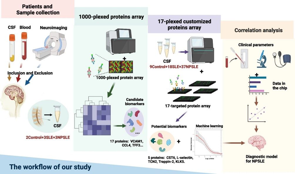 Workflow of 1000 CSF proteins array.