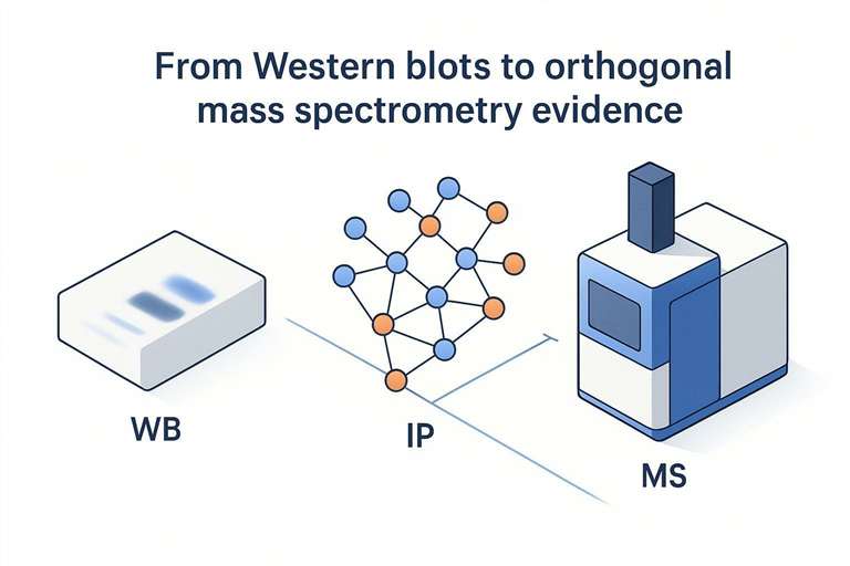 Cover image showing Western blot transitioning to IP followed by mass spectrometry as orthogonal evidence
