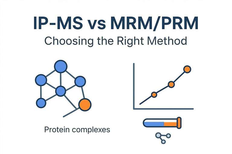 Cover image for IP-MS vs MRM/PRM comparison in targeted proteomics and absolute quantification.