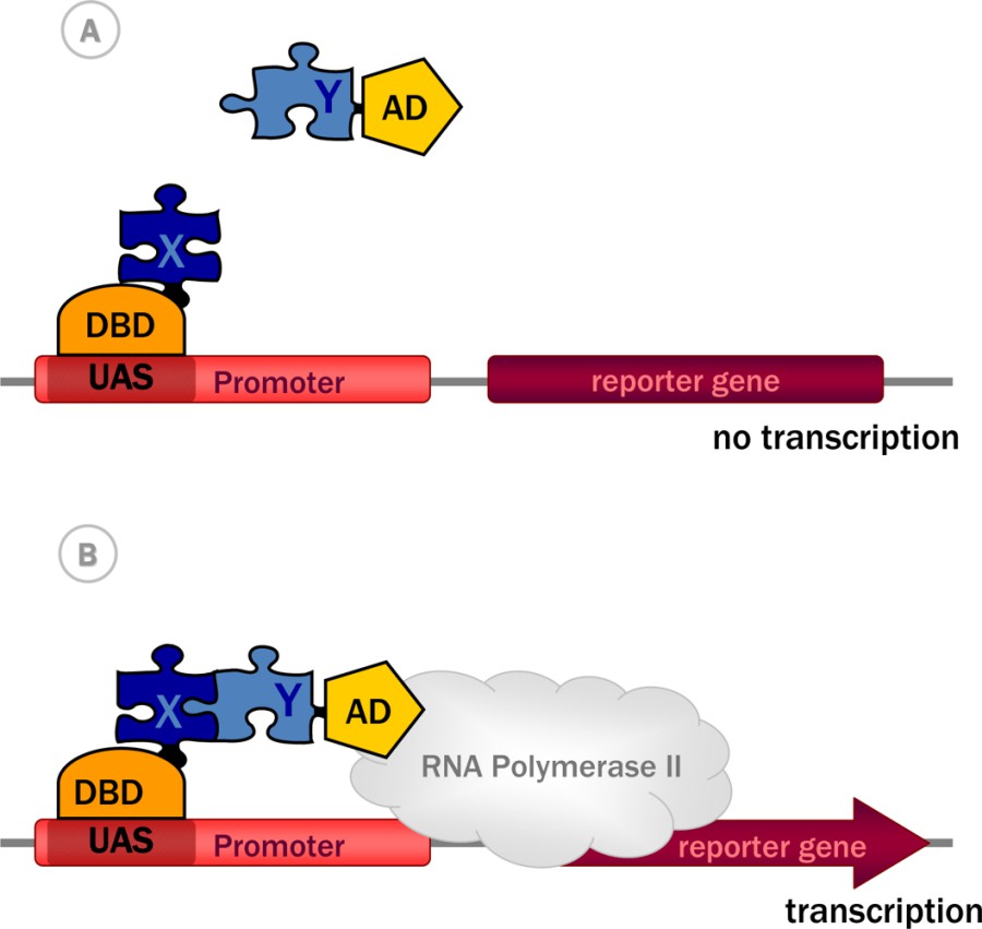 Schematic of yeast two-hybrid components.