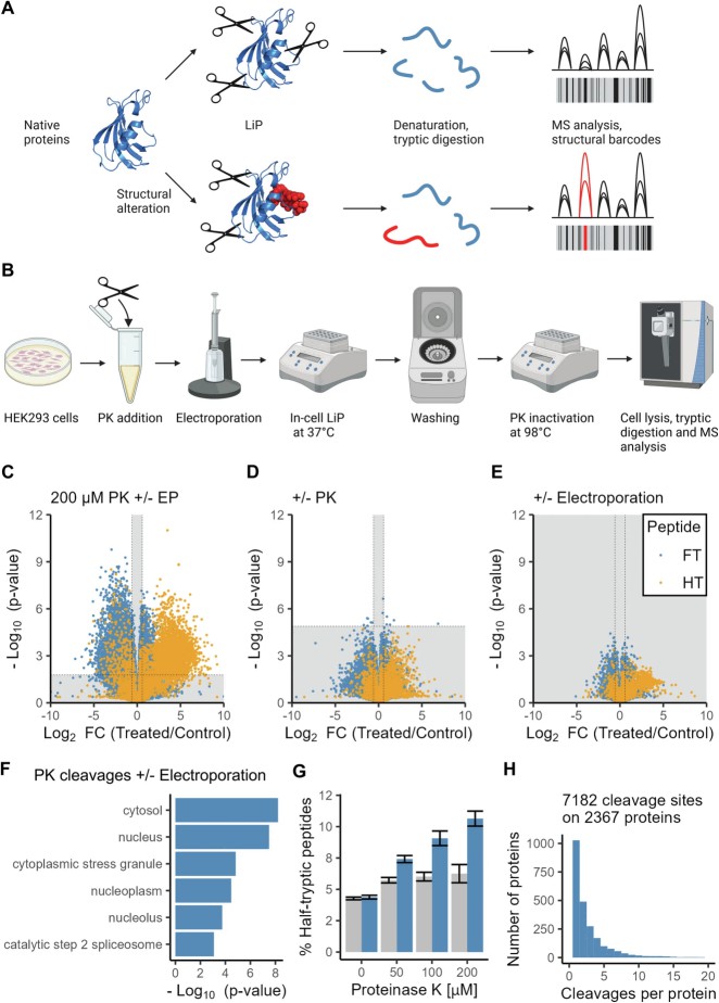 Schematic diagram of LiP-MS.