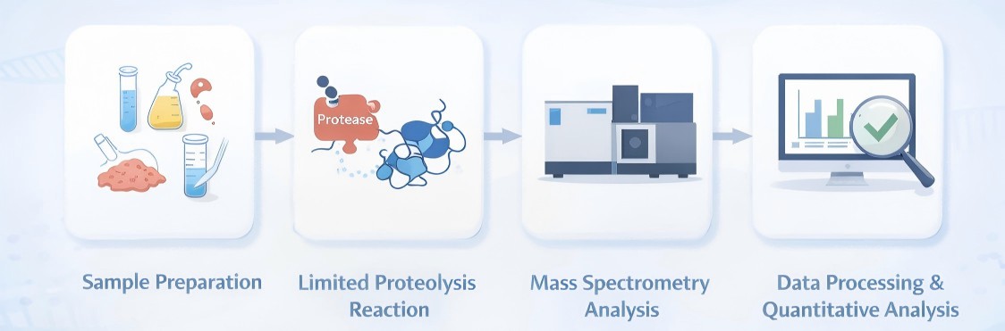 Creative Proteomics’ LiP-MS service workflow.