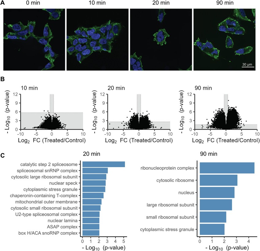 In-cell LiP-MS analysis of structural changes.
